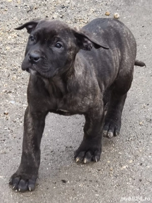 catei presa canario - imagine 2