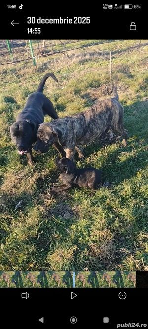 catei presa canario - imagine 4