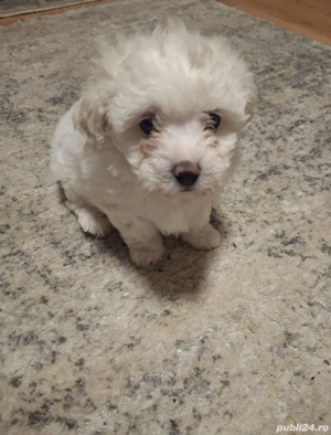 Vand bichoni au in jur de 2 lunite  - imagine 4