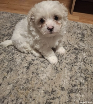 Vand bichoni au in jur de 2 lunite  - imagine 3