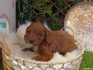 Pui rasa Cavapoo roscati de calitate, cu garantie medicala - imagine 2