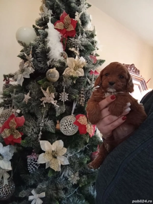 Pui rasa Cavapoo roscati de calitate, cu garantie medicala - imagine 3