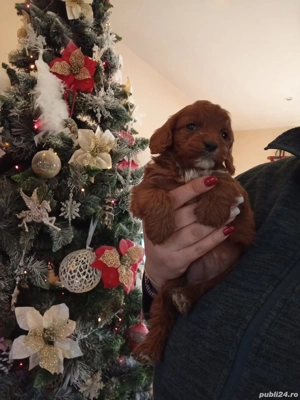 Pui rasa Cavapoo roscati de calitate, cu garantie medicala - imagine 5