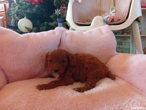 Pui rasa Cavapoo roscati de calitate, cu garantie medicala - imagine 4
