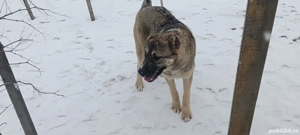 Femelă Asia Centrală 