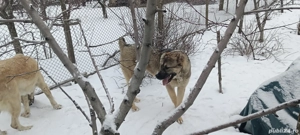 Femelă Asia Centrală  - imagine 3