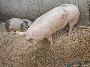 Porci de vanzare 130-160 kg 