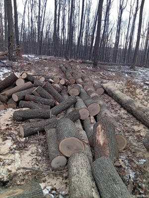 lemne de foc și transport 