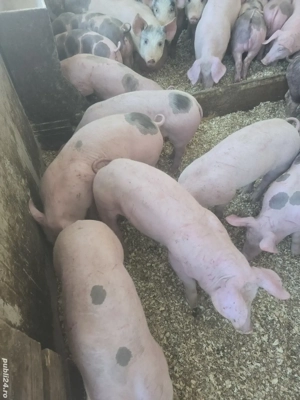 Vand purcei  - imagine 3