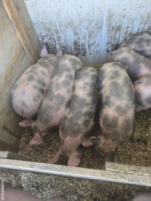 Vand purcei  - imagine 5