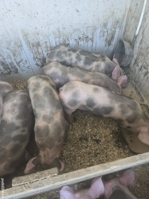 Vand purcei  - imagine 4