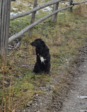 Donez catelusa metis jucăușă - imagine 2