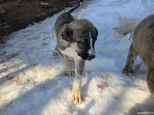 Donez catelusa 2 luni jumate metis asia centrala - imagine 2