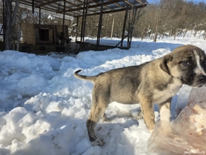 Donez catelusa 2 luni jumate metis asia centrala - imagine 3