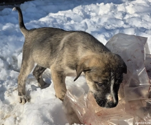 Donez catelusa 2 luni jumate metis asia centrala - imagine 4