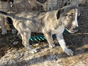 Donez catelusa 2 luni jumate metis asia centrala