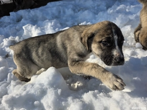 Donez catelusa 2 luni jumate metis asia centrala - imagine 5