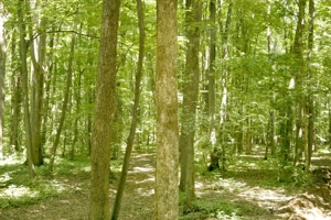 Pipera - padurea Baneasa, 352400 mp. teren pentru investitie extraordinara - imagine 6