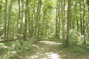 Pipera - padurea Baneasa, 352400 mp. teren pentru investitie extraordinara - imagine 4