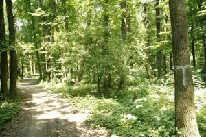 Pipera - padurea Baneasa, 352400 mp. teren pentru investitie extraordinara - imagine 3