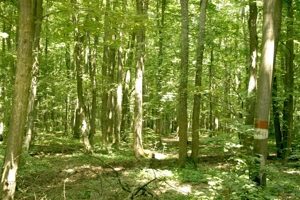 Pipera - padurea Baneasa, 352400 mp. teren pentru investitie extraordinara - imagine 5