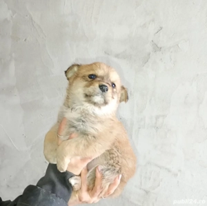 Donez catei  - imagine 2