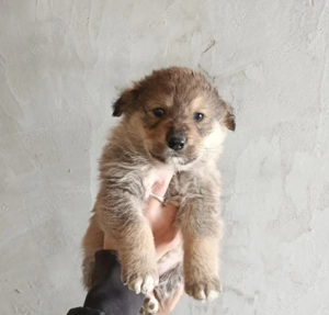 Donez catei  - imagine 3