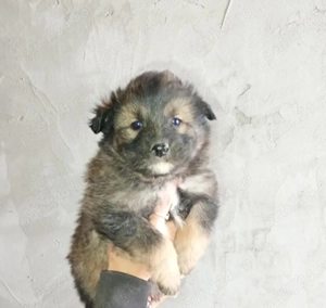 Donez catei  - imagine 4