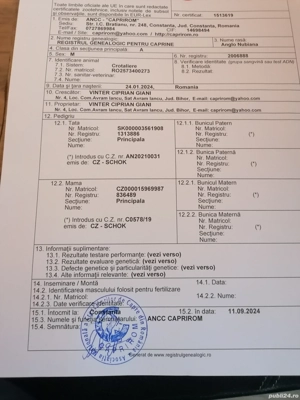 Vând sau schimb Țap Anglo Nubian  - imagine 5