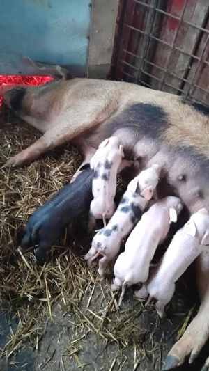 Scroafă cu 5 purcei
