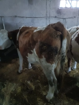 Vind 5 vaci baltate  - imagine 3