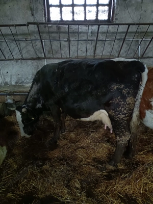 Vind 5 vaci baltate  - imagine 5