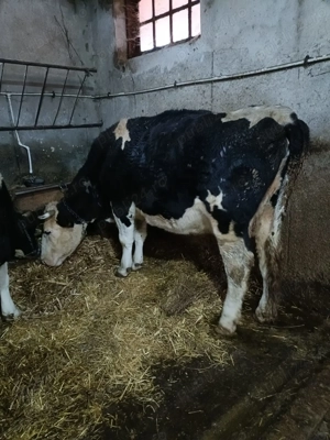 Vind 5 vaci baltate  - imagine 4