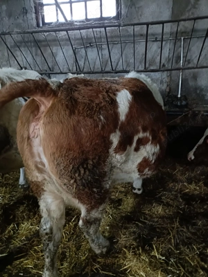 Vind 5 vaci baltate  - imagine 2