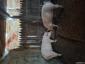 Porci 50-100 kg  - imagine 3