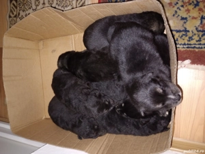 Pui Ciobănesc Australian