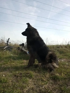 Pui Ciobănesc Australian - imagine 5