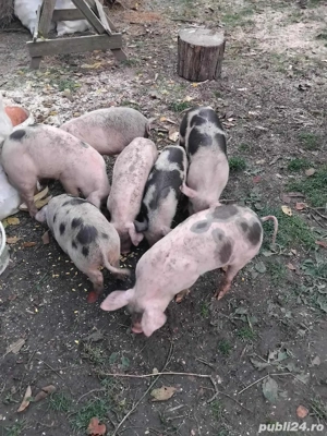 disponibil - imagine 4