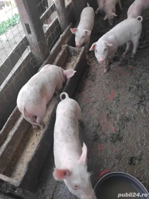 disponibil - imagine 2