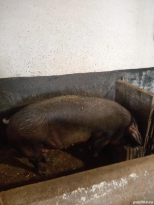 Vând scroafa pentru taiere - imagine 2