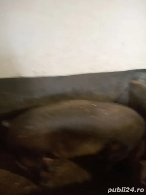 Vând scroafa pentru taiere - imagine 3