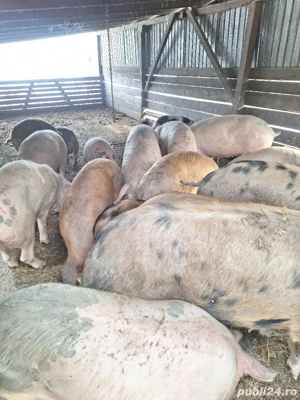 Vând porci  - imagine 3