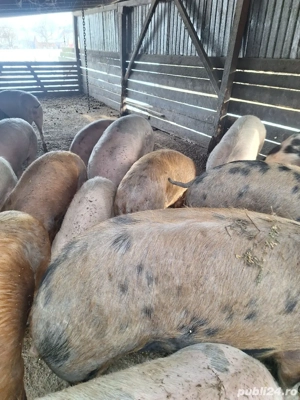 Vând porci  - imagine 4