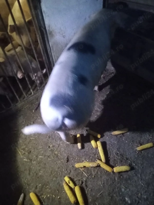 porc de carne  - imagine 3