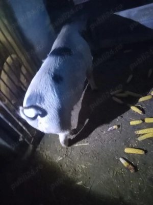 porc de carne  - imagine 2