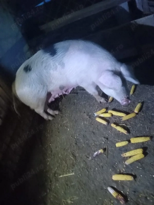 porc de carne  - imagine 4