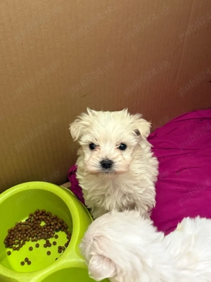 Bichon Maltez Mascul  - imagine 2