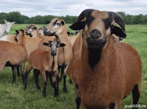Miei si oi de camerun   Oi de carne   Oi care nu se tund   Schimb doar cu caii grei sau frizian