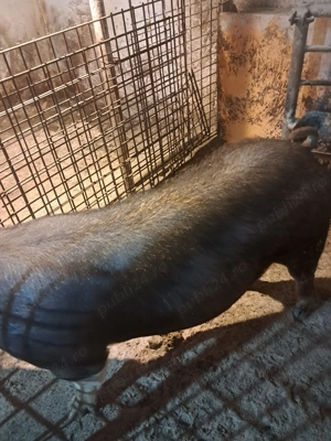 Vand 3 scroafe gestante - imagine 3