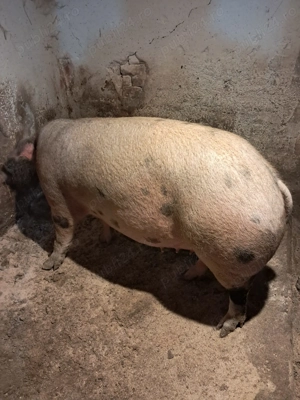 Vand 3 scroafe gestante - imagine 2